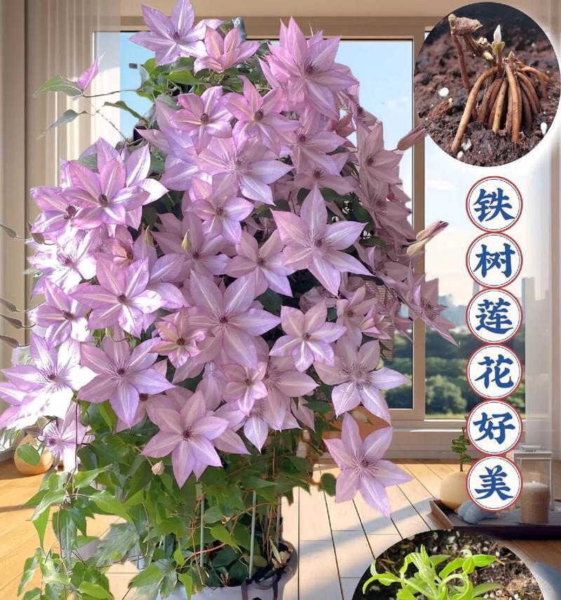铁线莲爬藤的养护方法有哪些？