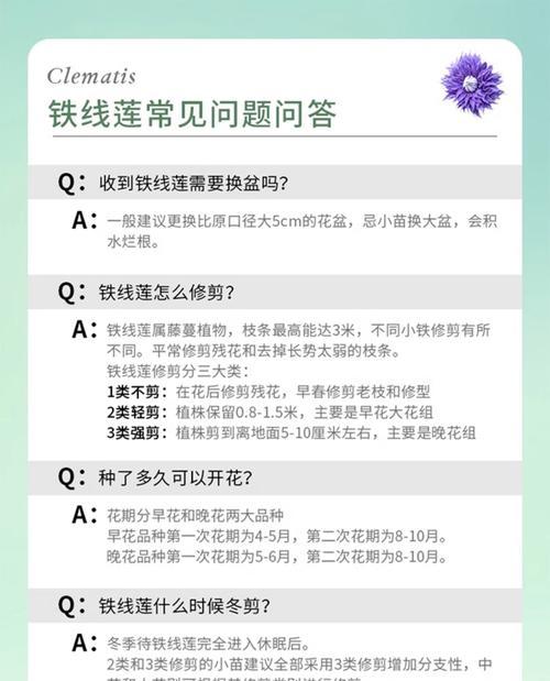 铁线莲爬藤的养护方法有哪些？