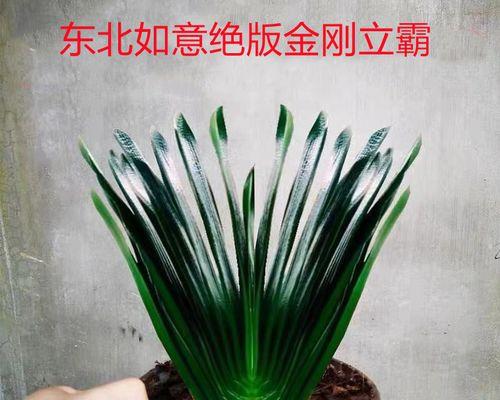 立板油匠君子兰怎么栽种？详细步骤指导栽种技巧。