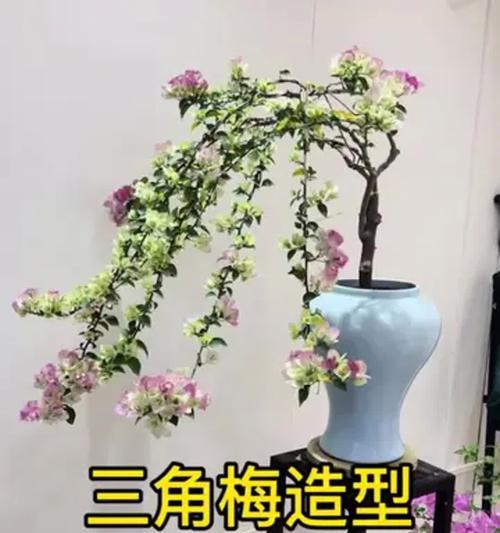 三角梅盆栽的正确步骤和注意事项是什么？