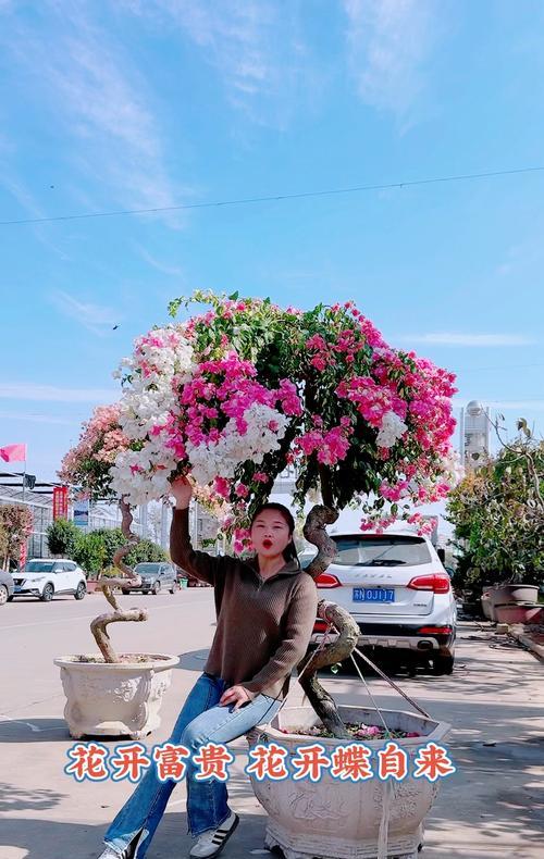 三角梅盆栽的正确步骤和注意事项是什么？