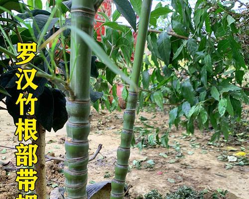 佛肚竹叶子微微发黄怎么办？如何处理？