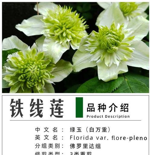 铁线莲攀爬拱门好养吗？铁线莲的养护技巧是什么？
