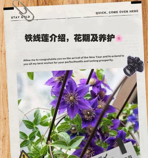 铁线莲攀爬拱门好养吗？铁线莲的养护技巧是什么？