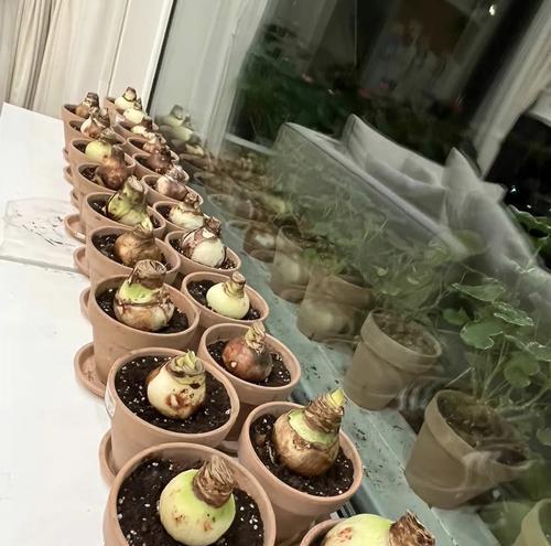 刚种的朱顶红最适合放置的位置是什么？