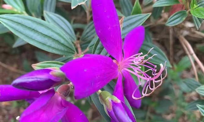 哪些野生花卉容易养？适合初学者的推荐？