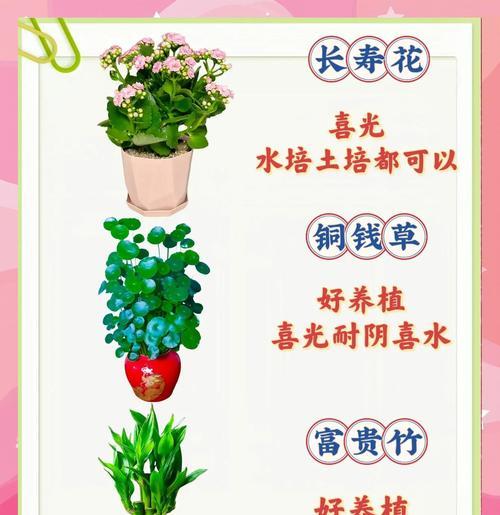 哪些野生花卉容易养？适合初学者的推荐？