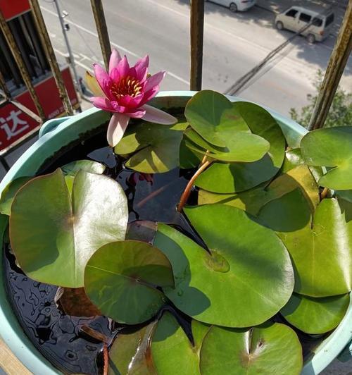 哪些水生植物具有防冻特性？