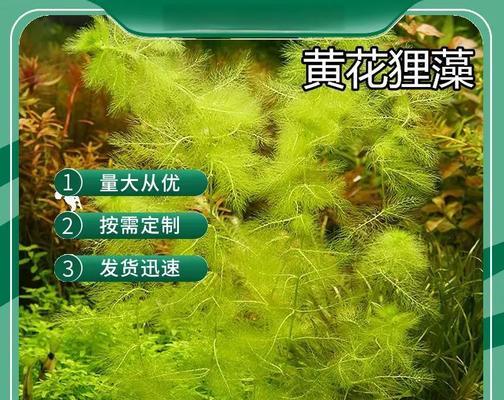 哪些水生植物具有防冻特性？