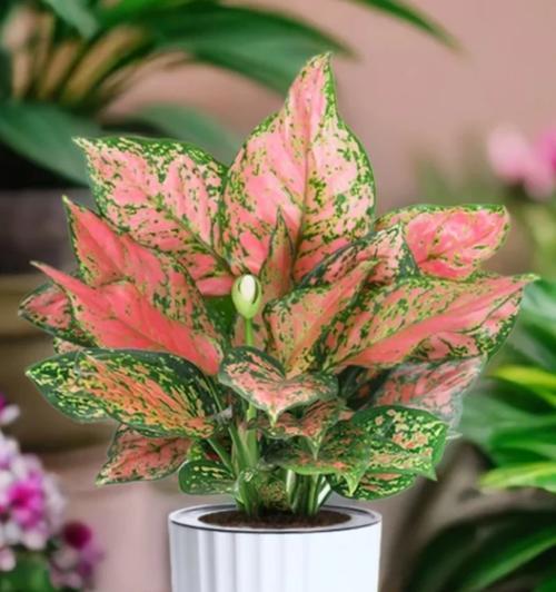 泉州阳台适合种植哪些花卉？如何选择合适的花卉？
