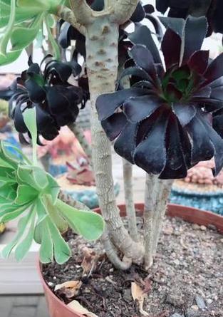 植物阴阳栽培技术有哪些？阴阳栽培的要点是什么？