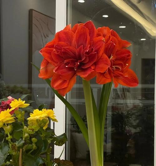 贵妃朱顶红的花是什么颜色的？它的花期和养护要点是什么？