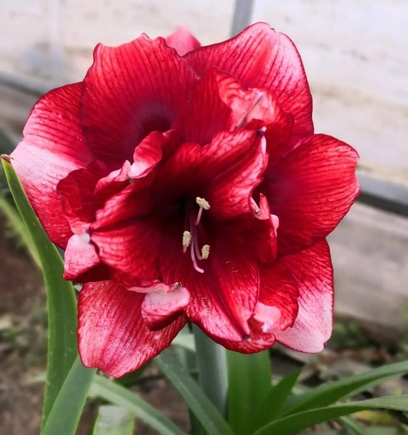 贵妃朱顶红的花是什么颜色的？它的花期和养护要点是什么？
