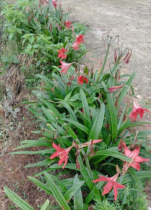 贵妃朱顶红的花是什么颜色的？它的花期和养护要点是什么？