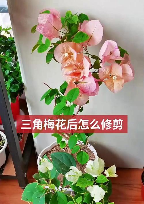 三角梅圆形叶子修剪技巧是什么？