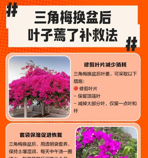 三角梅圆形叶子修剪技巧是什么？