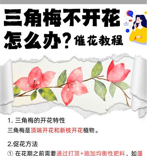 三角梅圆形叶子修剪技巧是什么？