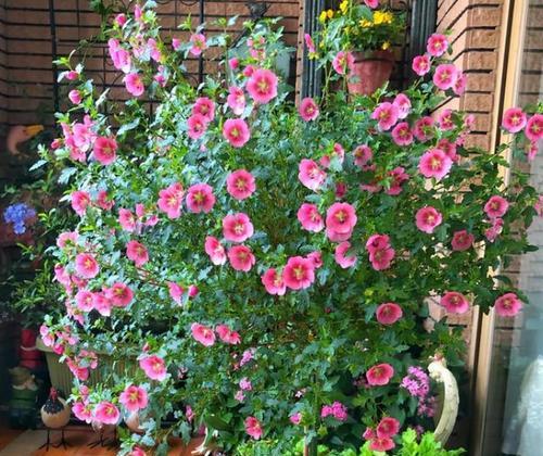 阴暗阳台适合种植哪些花卉？