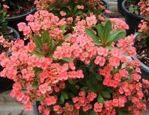 阴暗阳台适合种植哪些花卉？