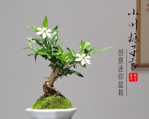 栀子花春天能放阳台吗？为什么推荐这样做？