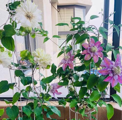 哪些花卉最适合阳台种植且耐寒又香？