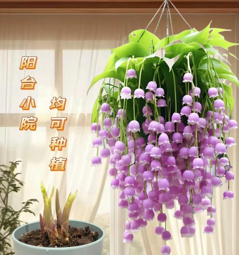 哪些花卉最适合阳台种植且耐寒又香？