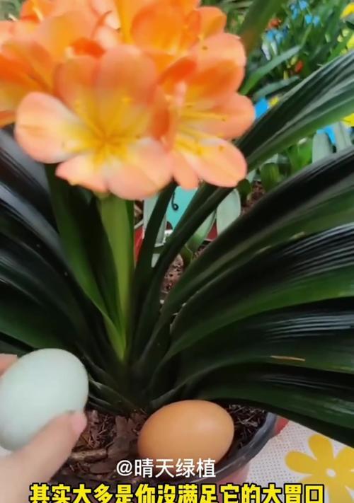黑珍珠君子兰的花色是什么？如何养护才能开花？