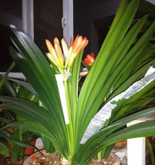 黑珍珠君子兰的花色是什么？如何养护才能开花？
