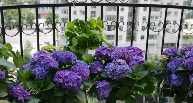 冬天阳台有阳光时适合种植哪些花卉？