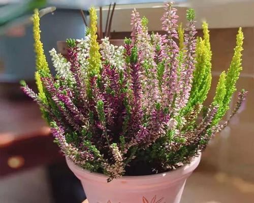 冬天阳台有阳光时适合种植哪些花卉？