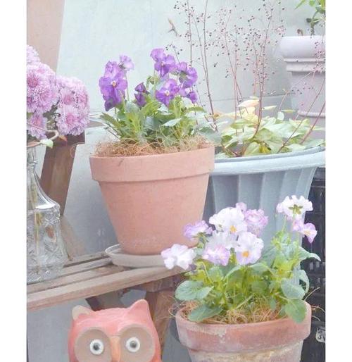 冬天阳台有阳光时适合种植哪些花卉？