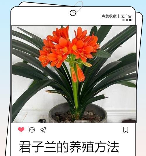君子兰施肥的最佳方法是什么？