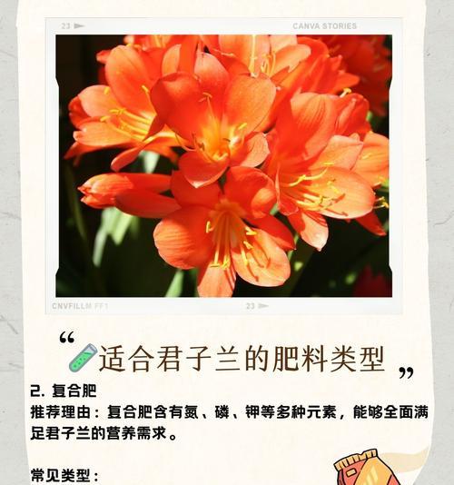 君子兰施肥的最佳方法是什么？