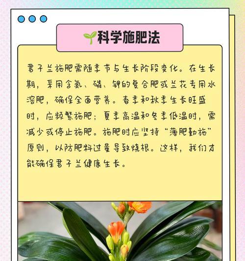 君子兰施肥的最佳方法是什么？
