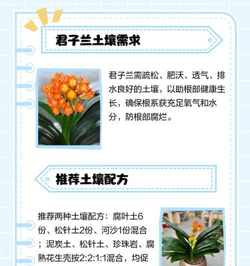 五根君子兰的种植方法是什么？