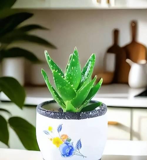 五根君子兰的种植方法是什么？