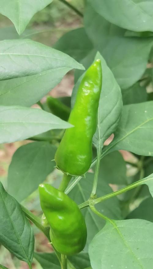 朝天椒盆景的种植和养护方法是什么？