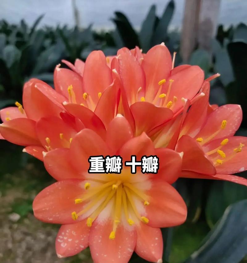 春兰与君子兰相似的品种有哪些？