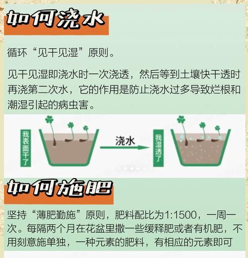 多浆植物繁殖的关键要点是什么？