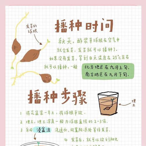 多浆植物繁殖的关键要点是什么？