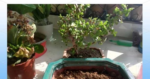 多浆植物繁殖的关键要点是什么？