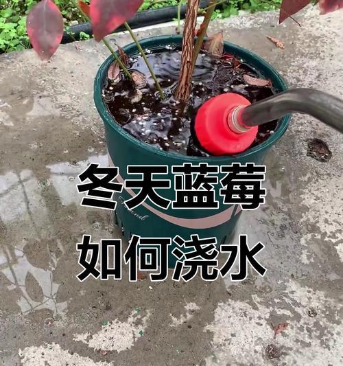 无土蓝莓浇水正确方法是什么？浇水的技巧有哪些？