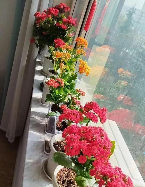 阳台悬空花盆养什么花好？哪些植物适合空中栽培？