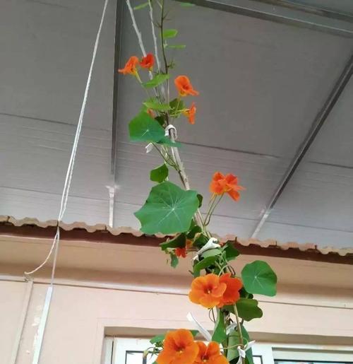 阳台悬空花盆养什么花好？哪些植物适合空中栽培？