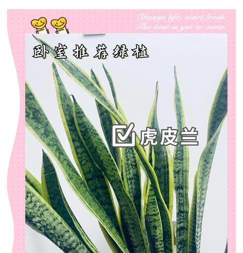 自制芦荟干花肥料的方法是什么？