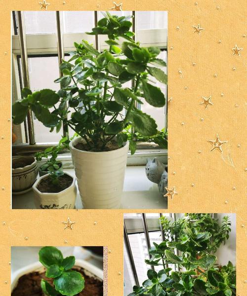 自制芦荟干花肥料的方法是什么？