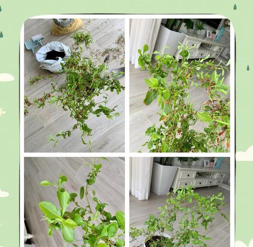 蓝莓叶子发黄卷边的原因及解决方法是什么？