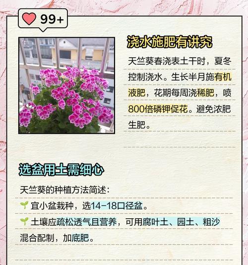 天竺葵边缘发黄的处理方法是什么？