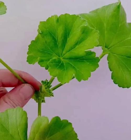天竺葵混色枝条怎么养？有哪些注意事项？