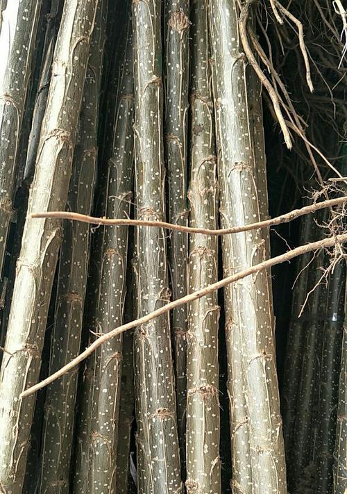 意杨栽培技术的特点是什么？